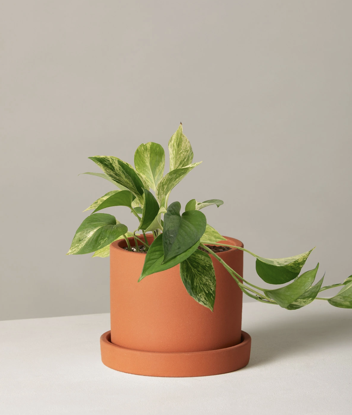 How to Keep Indoor Plants Alive : 7 Tips from a Plant Expert - Mozie