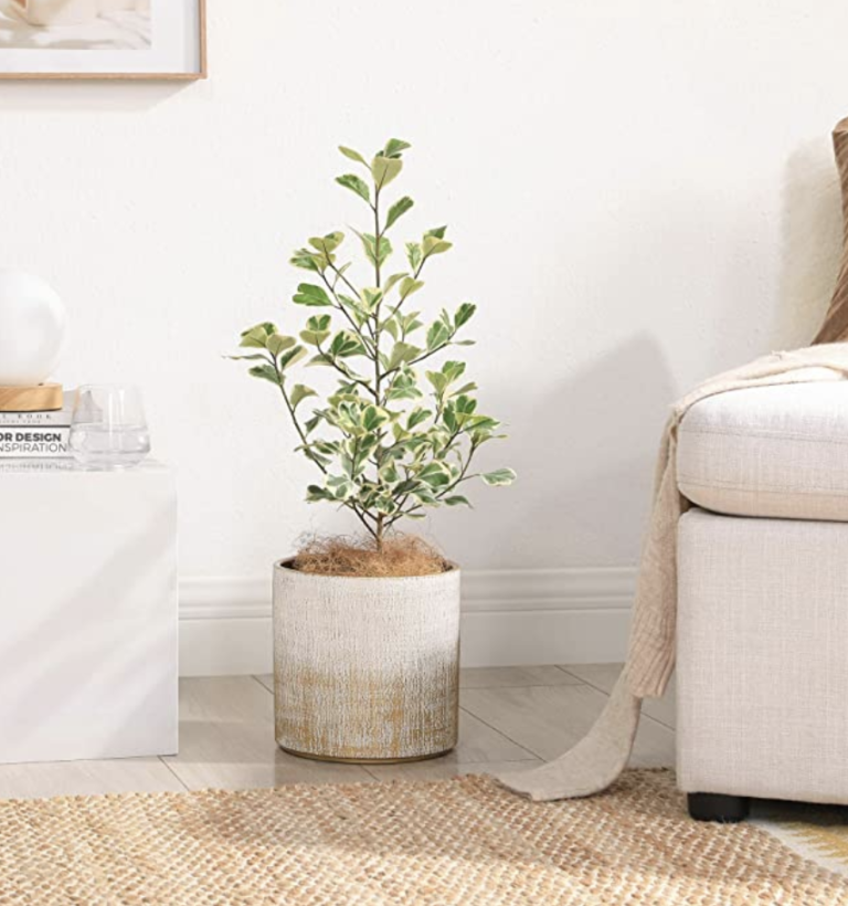 How to Keep Indoor Plants Alive 7 Tips from a Plant Expert Mozie