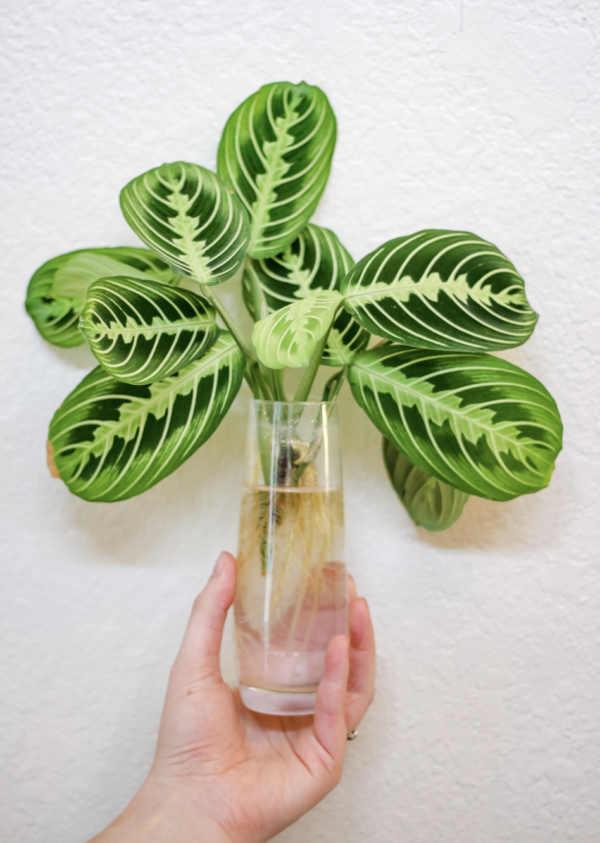 How to Keep Indoor Plants Alive 7 Tips from a Plant Expert Mozie