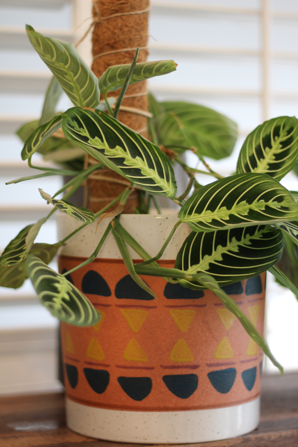 How to Keep Indoor Plants Alive
