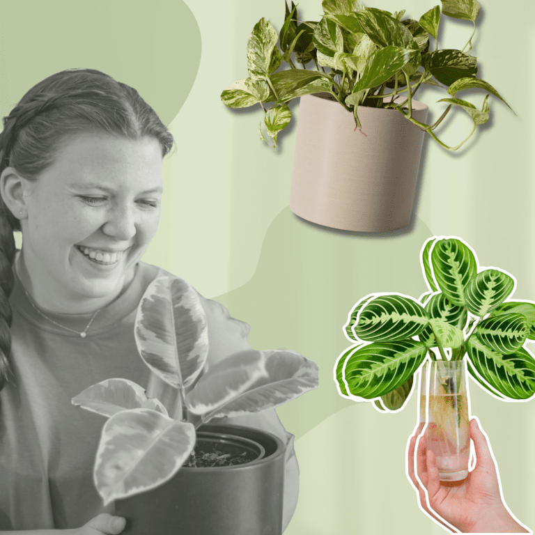 How to Keep Indoor Plants Alive : 7 Tips from a Plant Expert