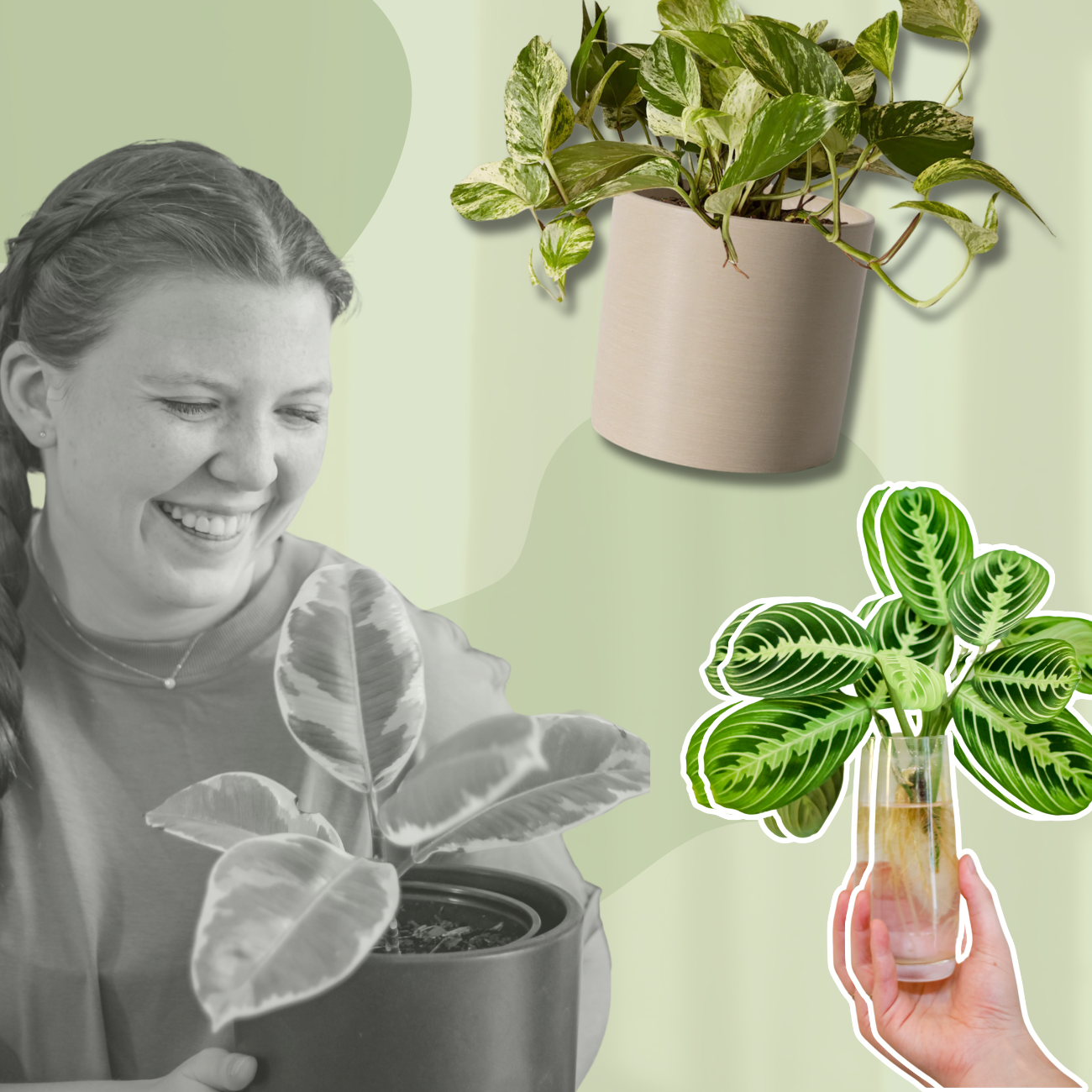 How to Keep Indoor Plants Alive