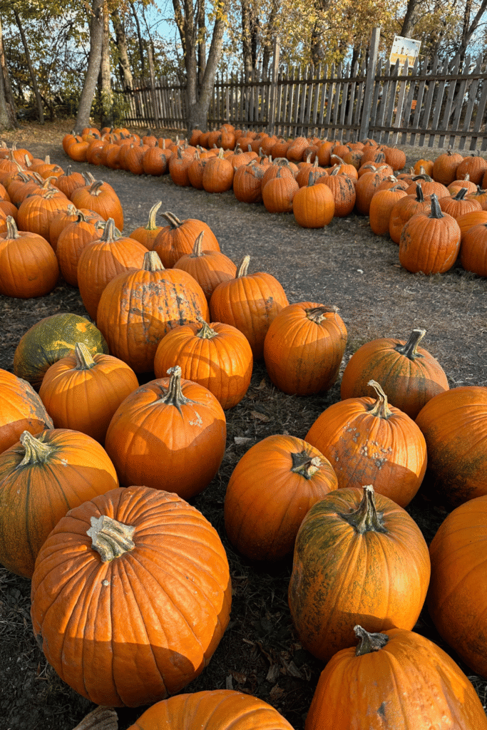 fall side quest ideas, things to do this fall, fall bucket list